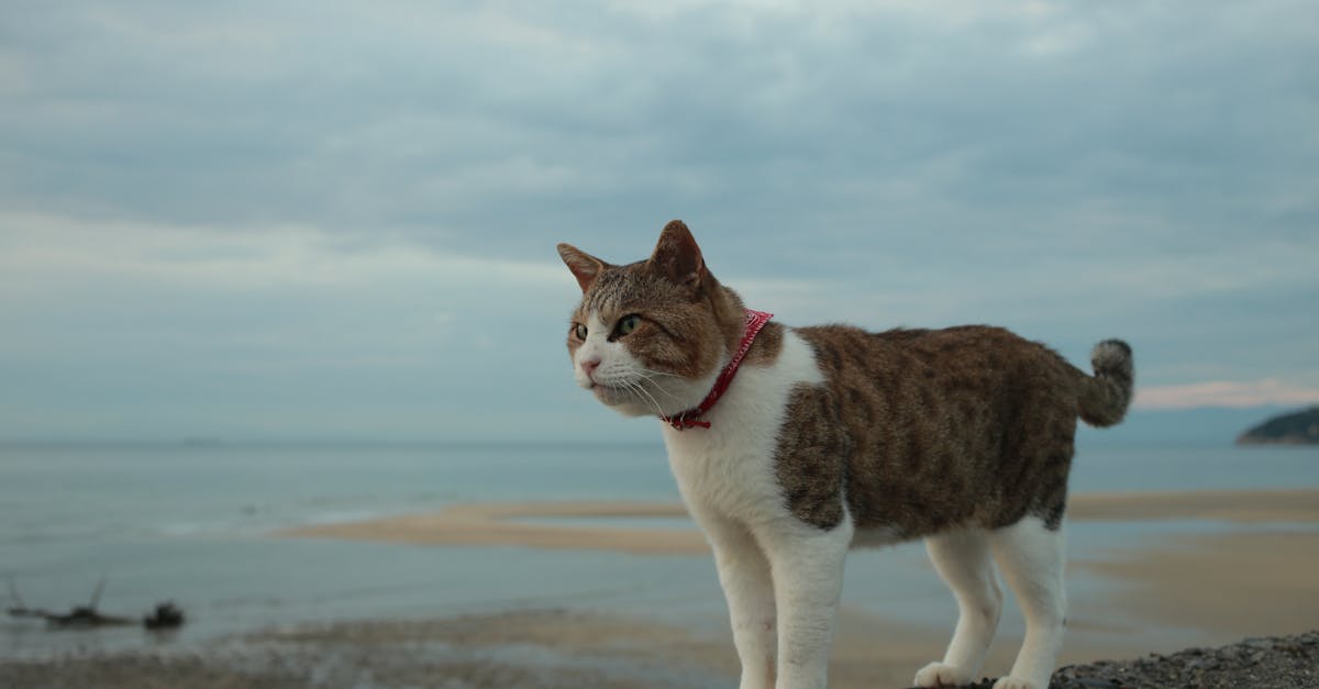 découvrez notre sélection de colliers pour chats, alliant confort, sécurité et style. offrez à votre compagnon félin un accessoire tendance qui lui permettra de se distinguer tout en étant facilement identifiable.