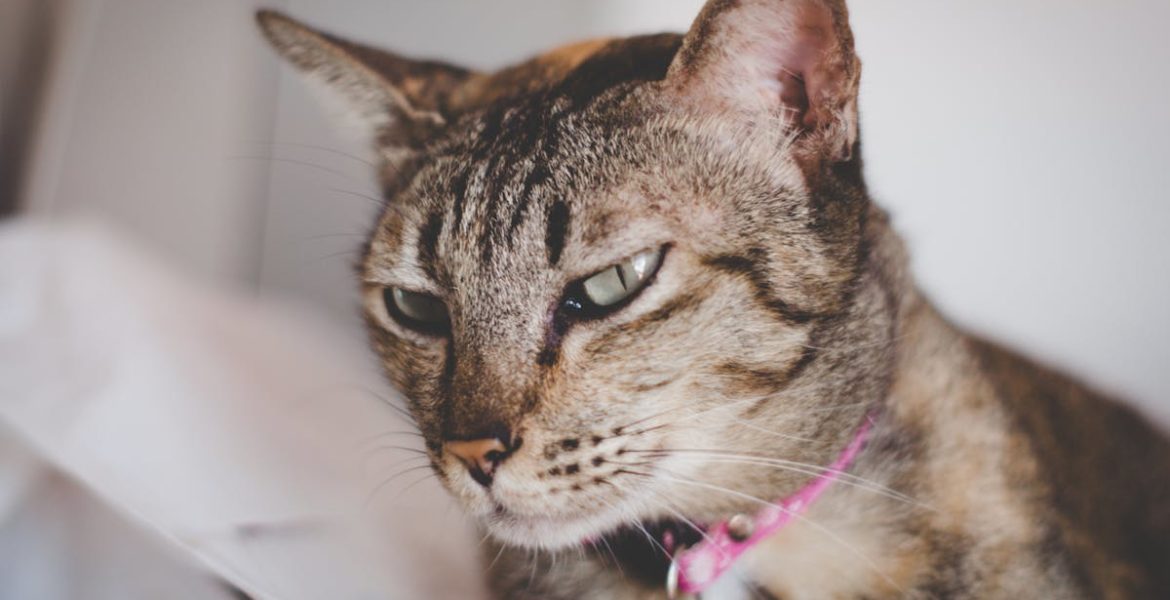 découvrez notre sélection de colliers pour chats, alliant confort et style. offrez à votre félin un accessoire unique qui garantit à la fois sécurité et élégance. idéal pour les promenades et l'identification, nos colliers sont conçus pour s'adapter à toutes les races et personnalités.