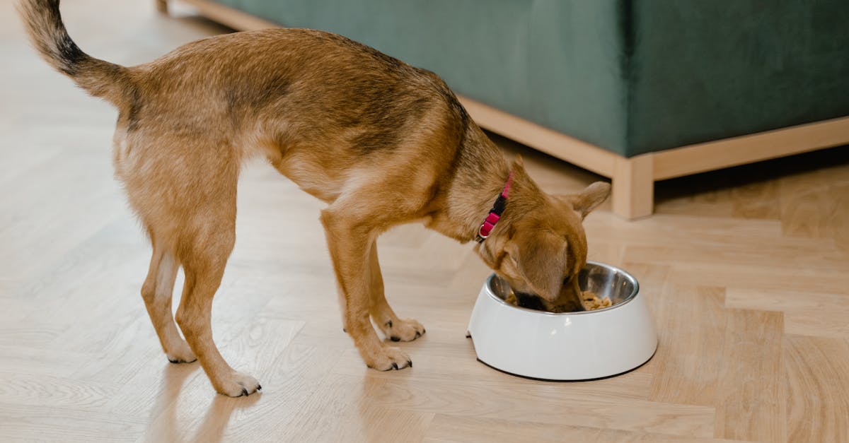 découvrez notre sélection de colliers pour chiens, alliant style et confort. offrez à votre compagnon à quatre pattes un accessoire tendance et durable, idéal pour les promenades et les aventures en extérieur.