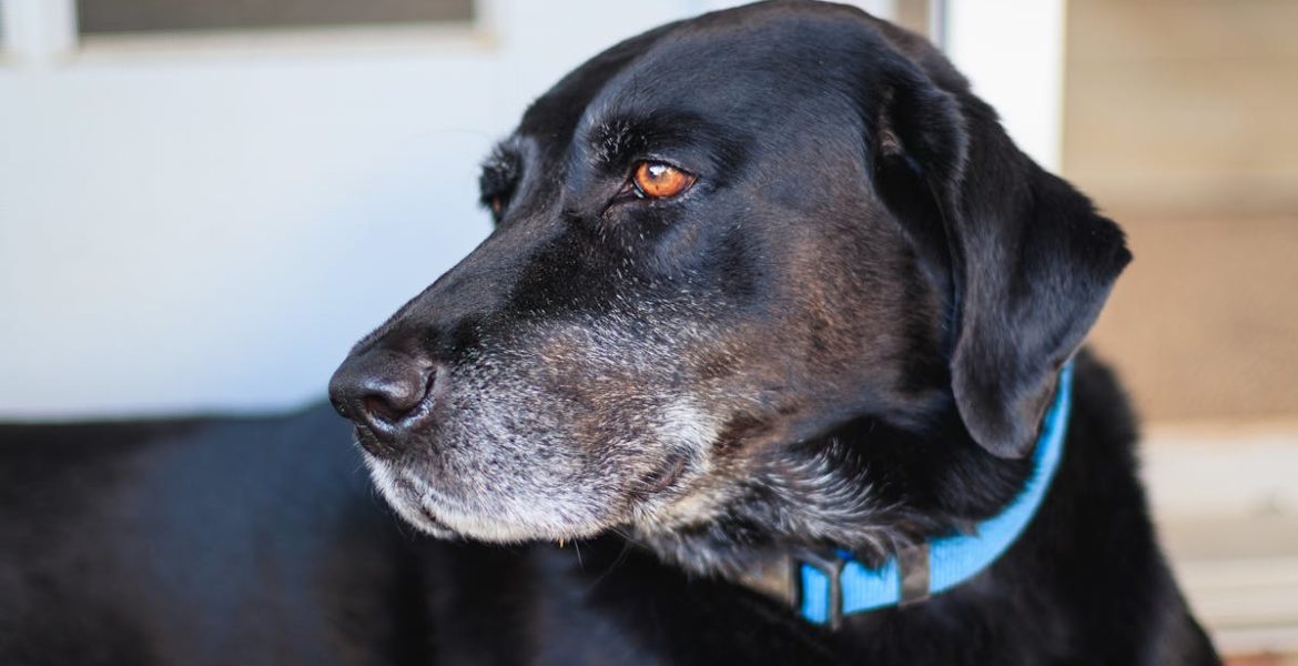 découvrez notre sélection de colliers pour chiens alliant confort et style. offrez à votre compagnon à quatre pattes un collier durable et tendance, idéal pour toutes les tailles et races. commandez dès maintenant et faites plaisir à votre fidèle ami !