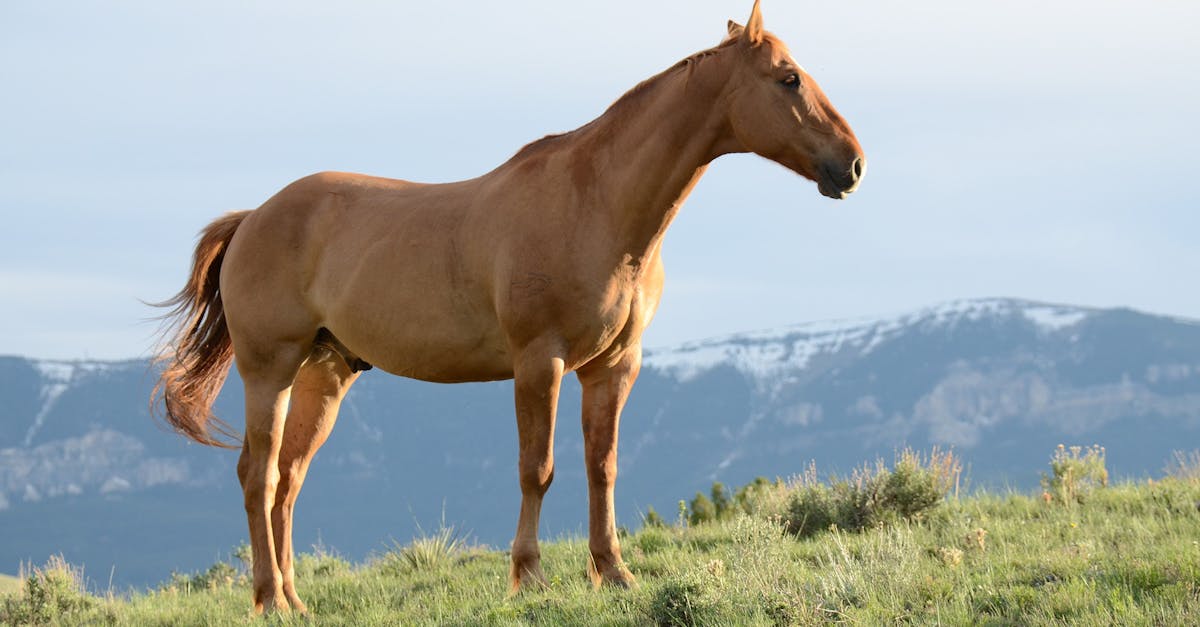 découvrez tout sur le monde fascinant des animaux : espèces, curiosités, comportements, et conseils pratiques pour mieux comprendre et protéger la faune.