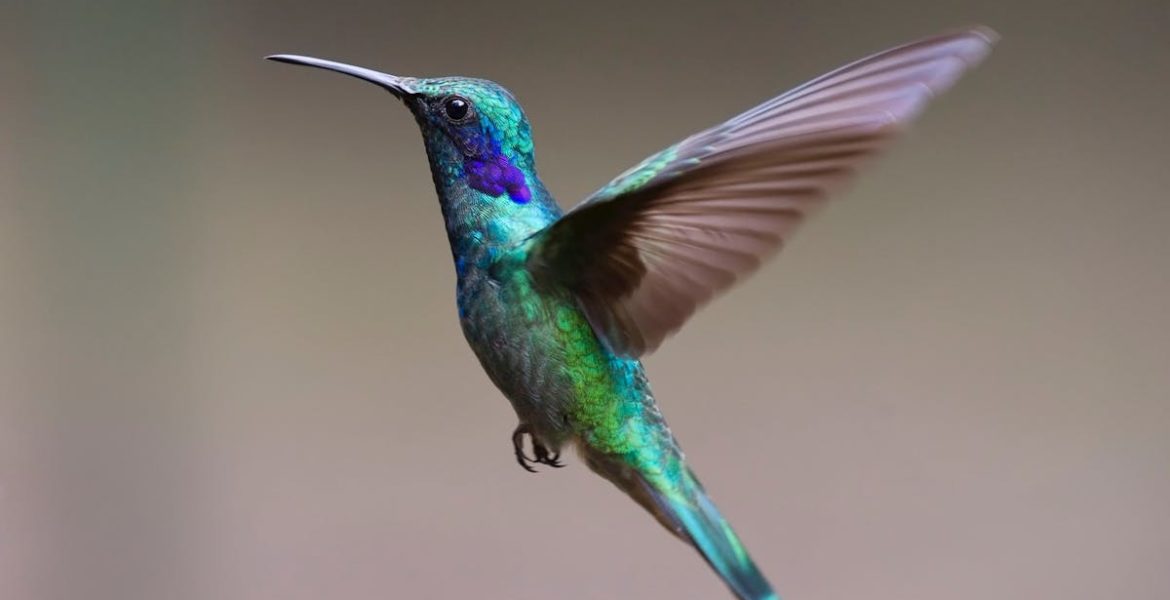 découvrez le monde fascinant des animaux : informations, curiosités et conseils sur diverses espèces pour mieux comprendre et protéger la faune.